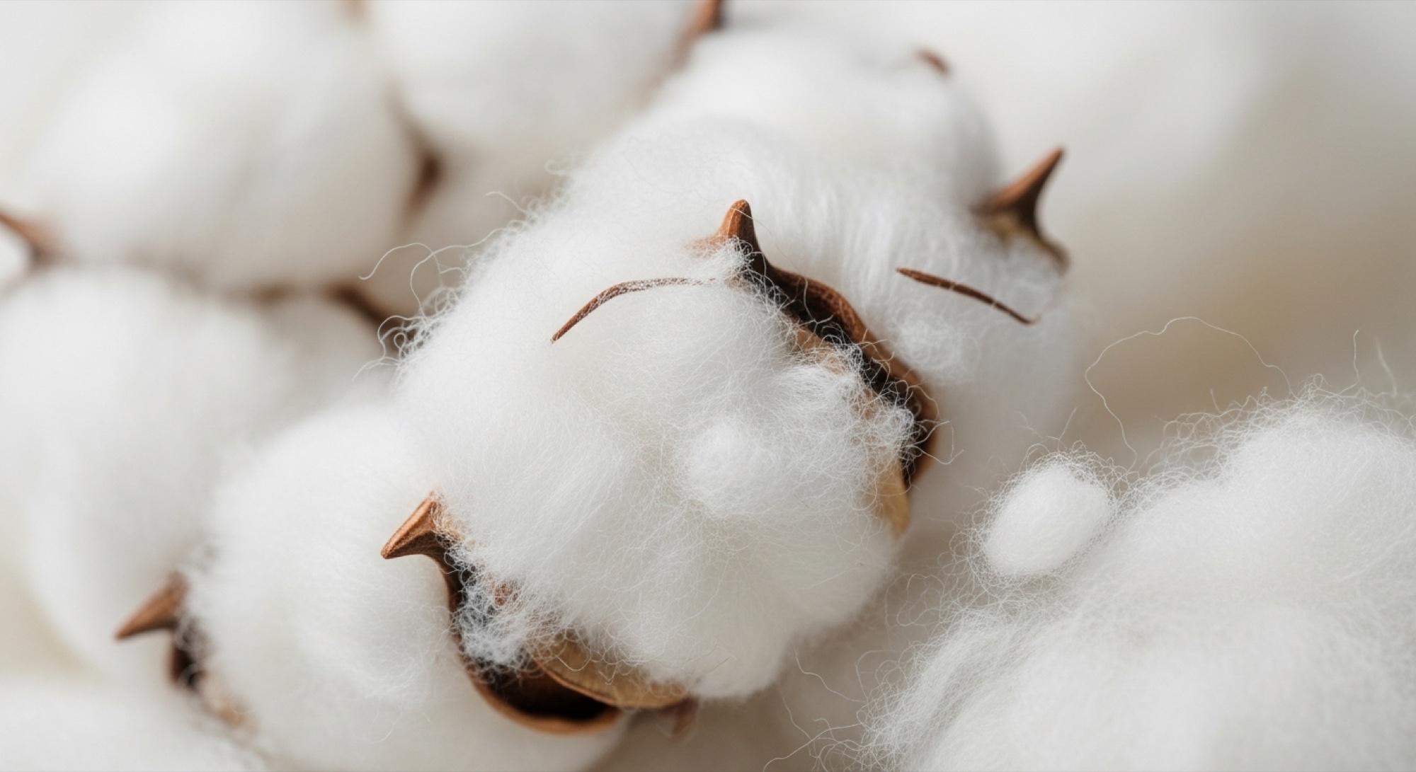 Raw cotton fibre